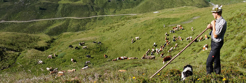 Hirte beim Hüten auf der Jagdhausalm im Osttiroler Defreggental